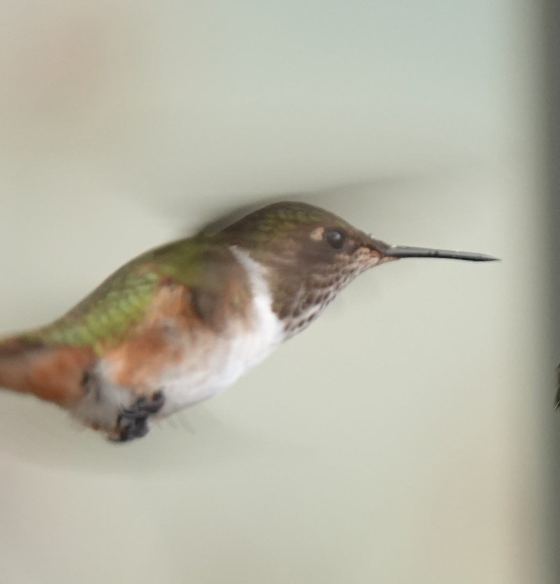 Scintillant Hummingbird - ML634422098
