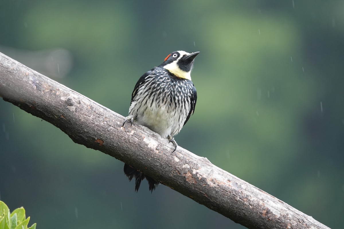Acorn Woodpecker - ML634422102