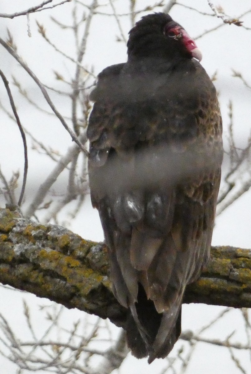 Turkey Vulture - ML634422109