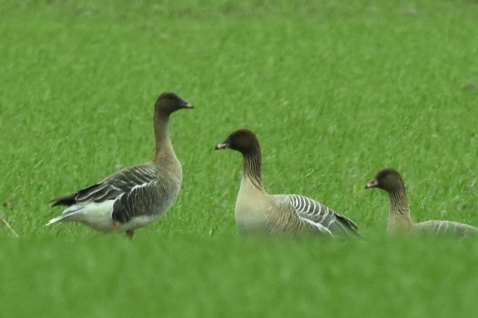 Pink-footed Goose - ML634422241