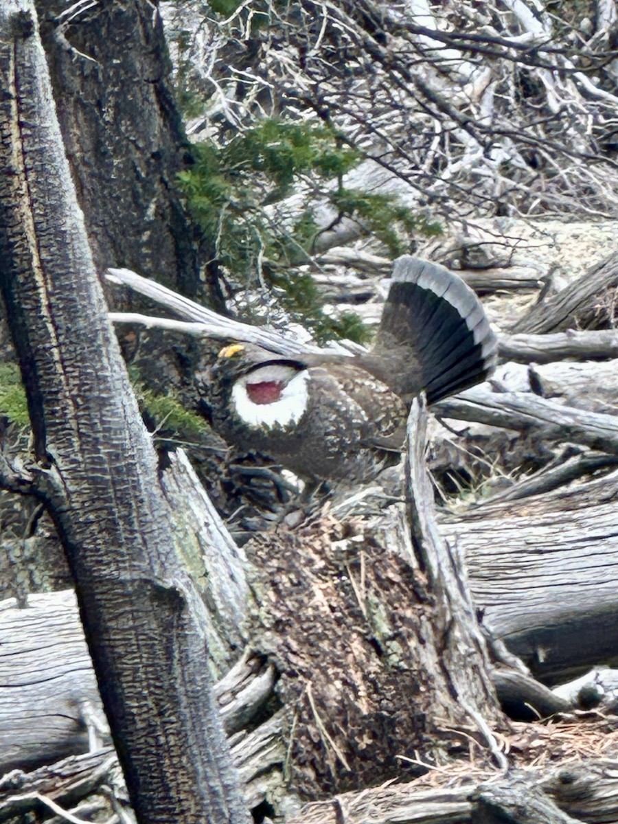 Dusky Grouse - ML634422250