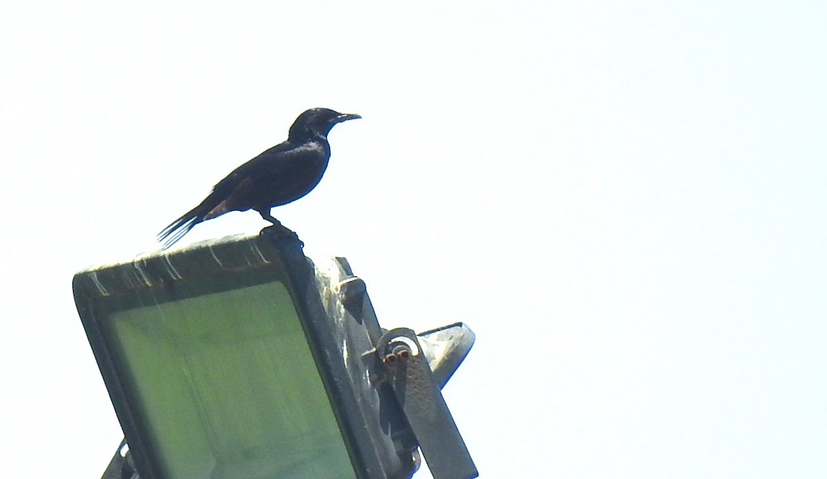 Tristram's Starling - ML634422391