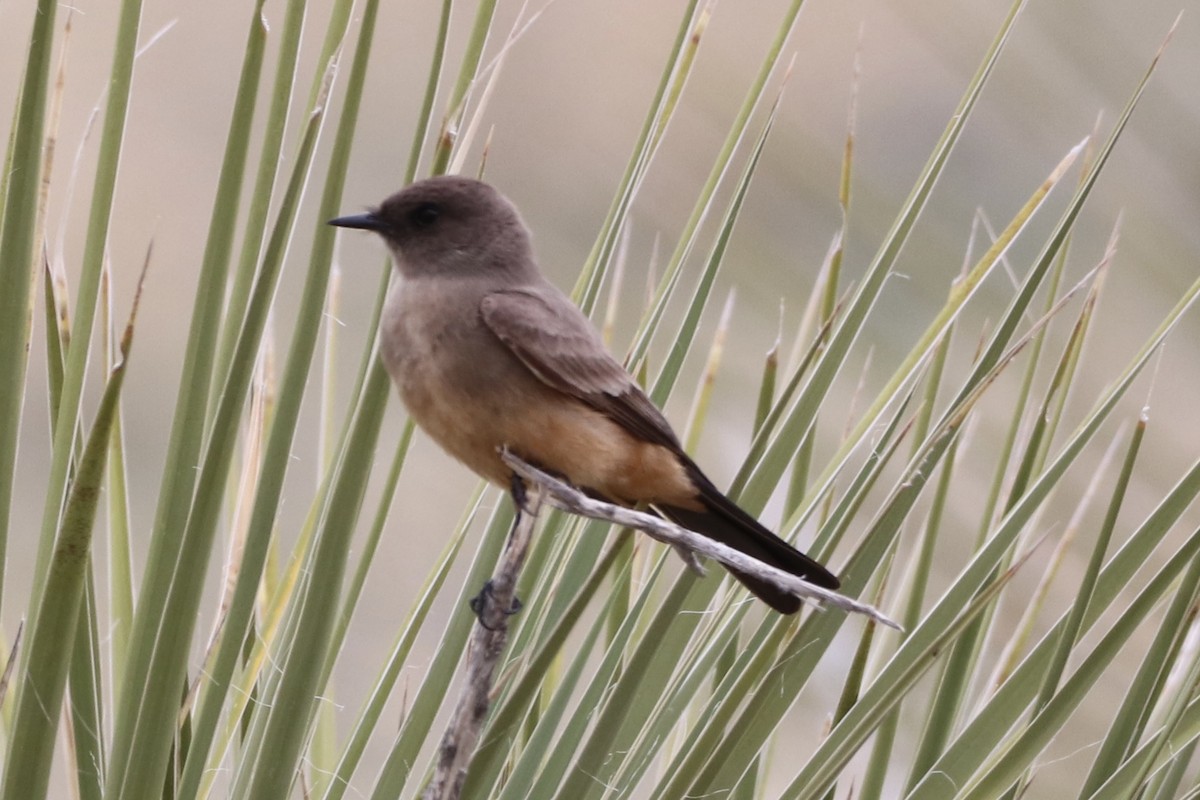 Say's Phoebe - ML634422511