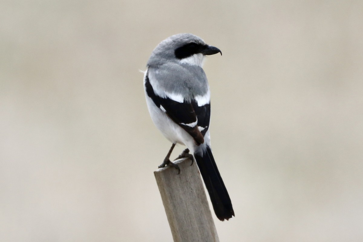 Loggerhead Shrike - ML634422536