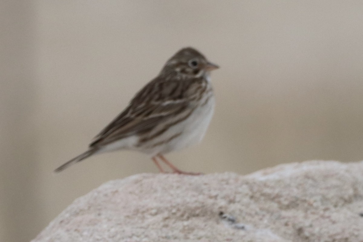 Vesper Sparrow - ML634422565