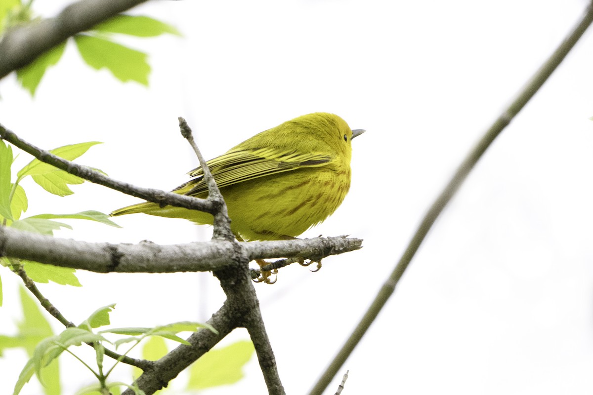 Northern Yellow Warbler - ML634422616