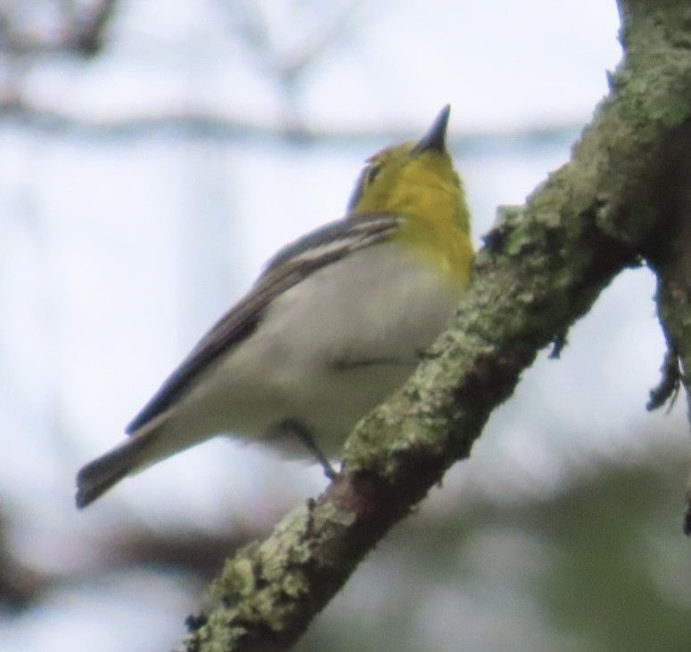 gulbrystvireo - ML634422683