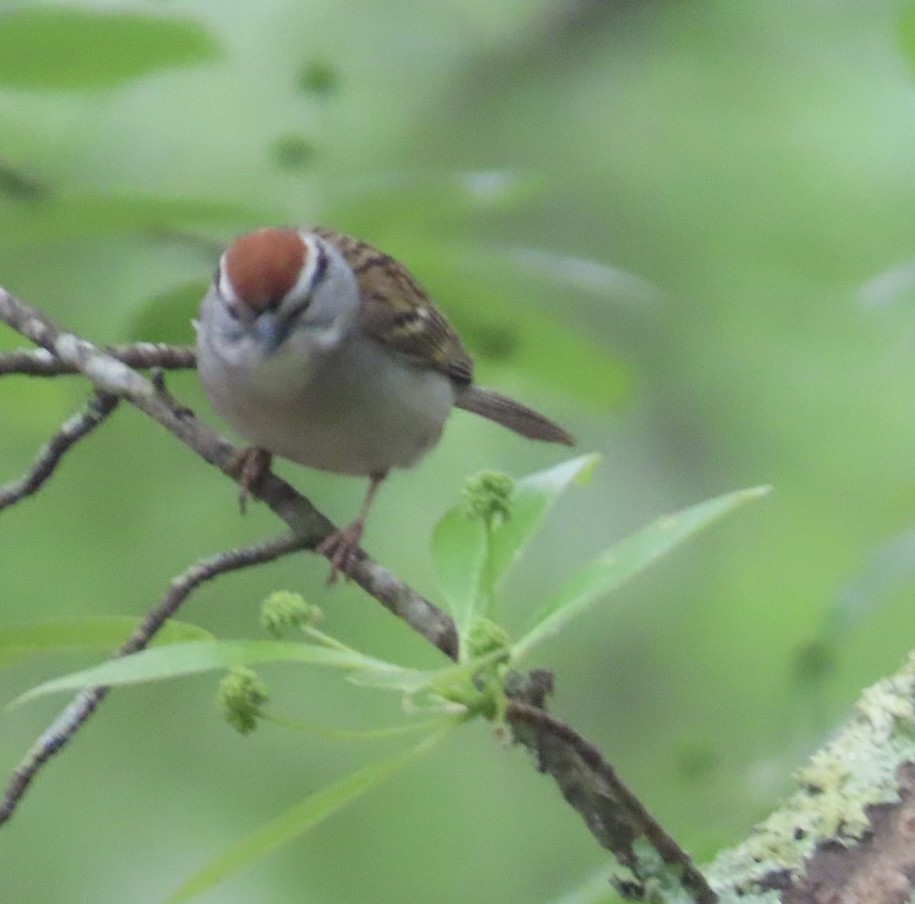 brunissespurv - ML634422685