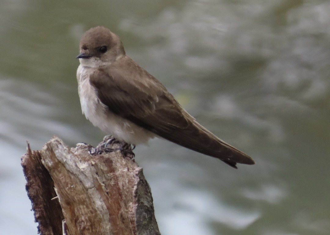 nordtaggsvale - ML634422694