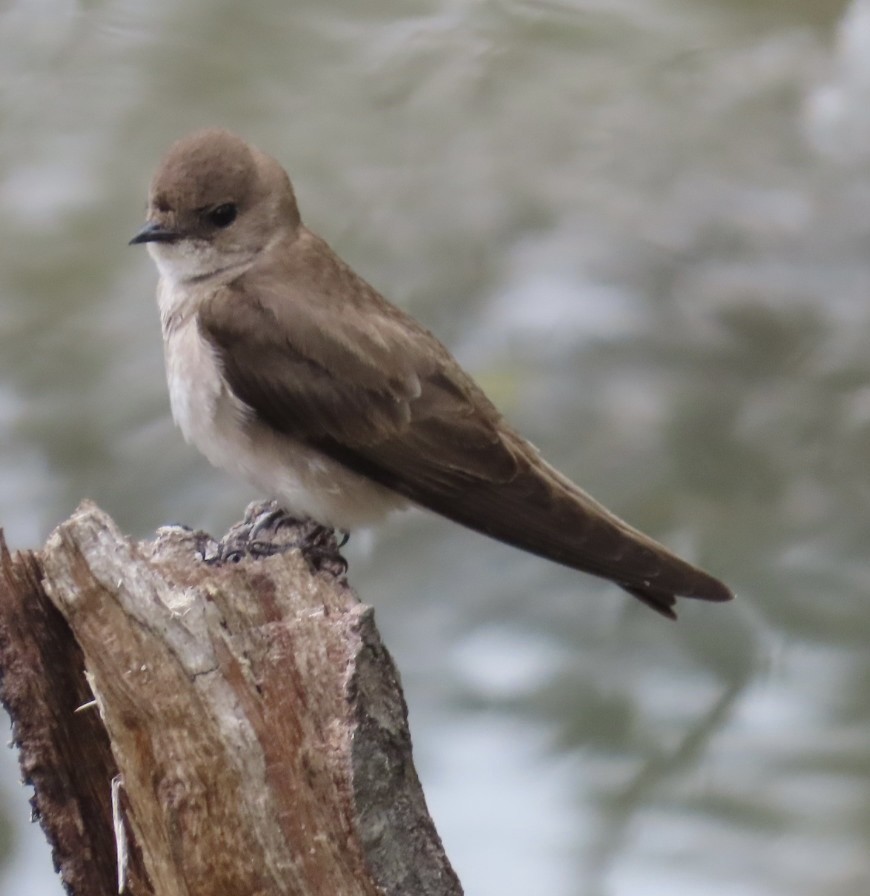 nordtaggsvale - ML634422698