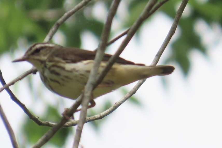 strømparula - ML634422729