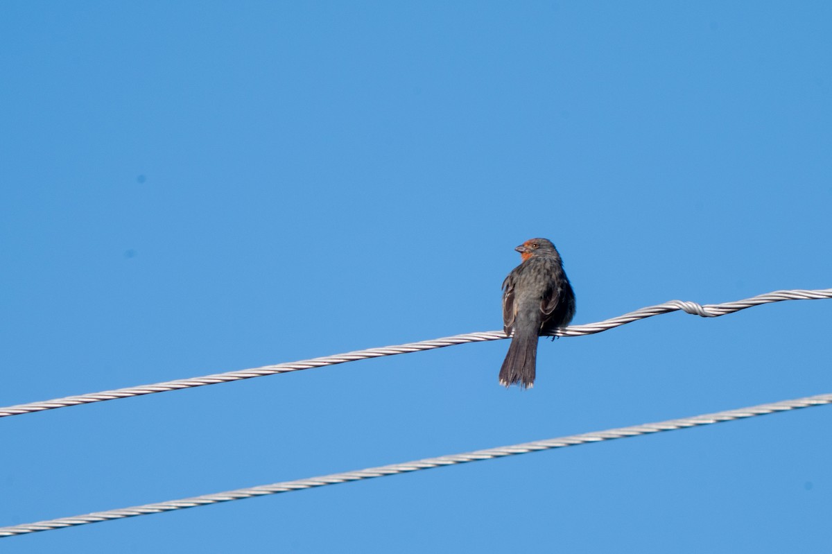 White-tipped Plantcutter - ML634422730