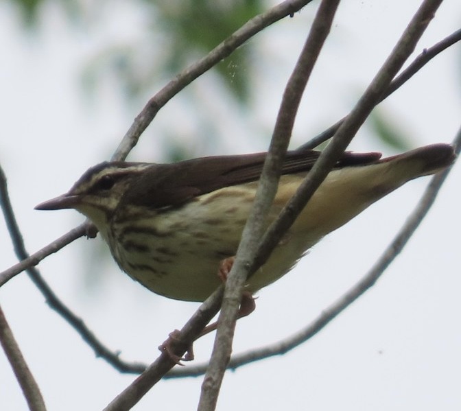 strømparula - ML634422732