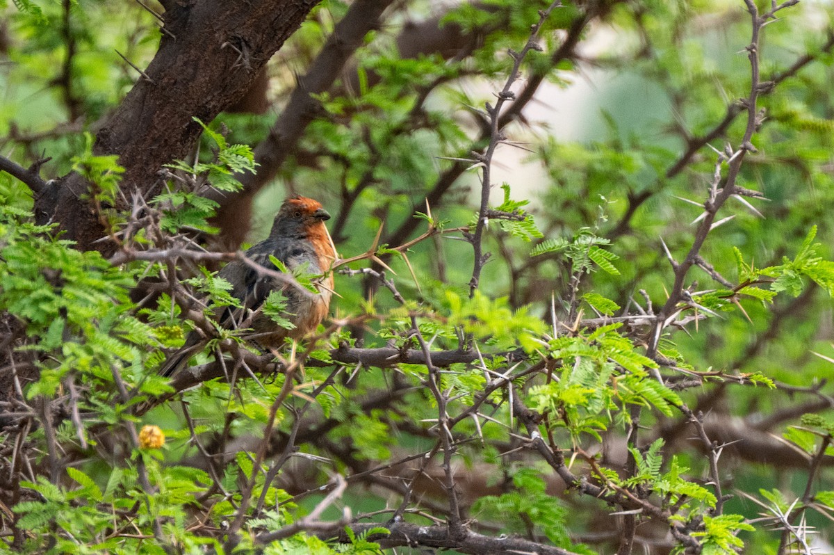 White-tipped Plantcutter - ML634422787