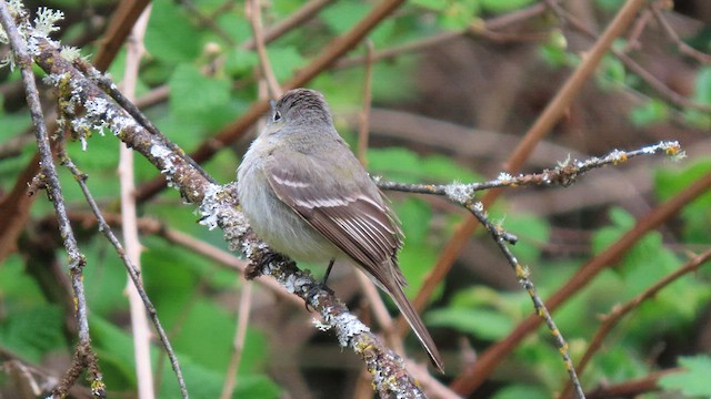 Dusky Flycatcher - ML634422848