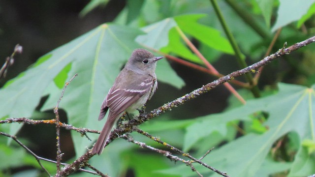 Dusky Flycatcher - ML634422856