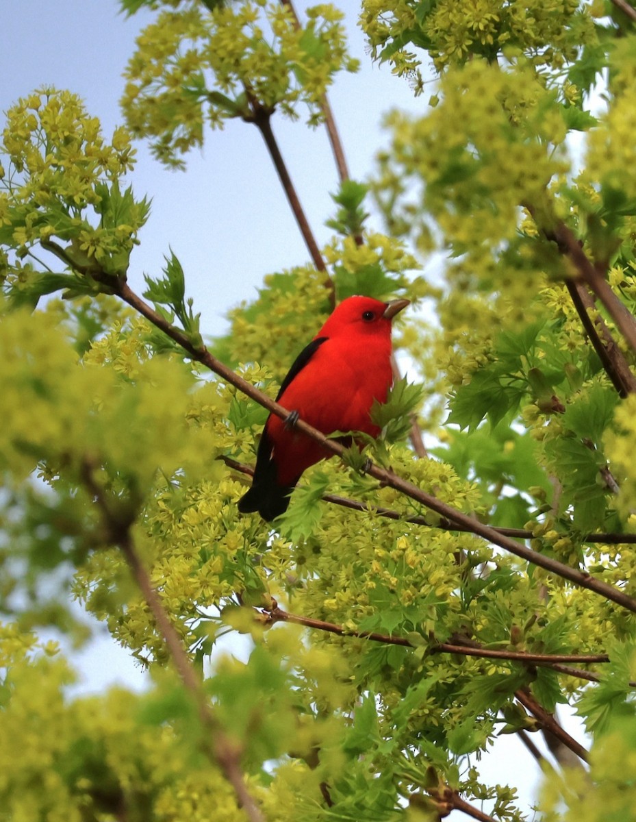 Scarlet Tanager - ML634422962