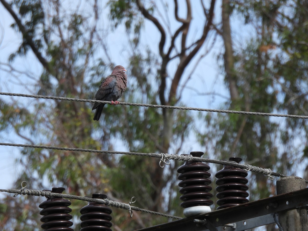 Red-billed Pigeon - ML634423232