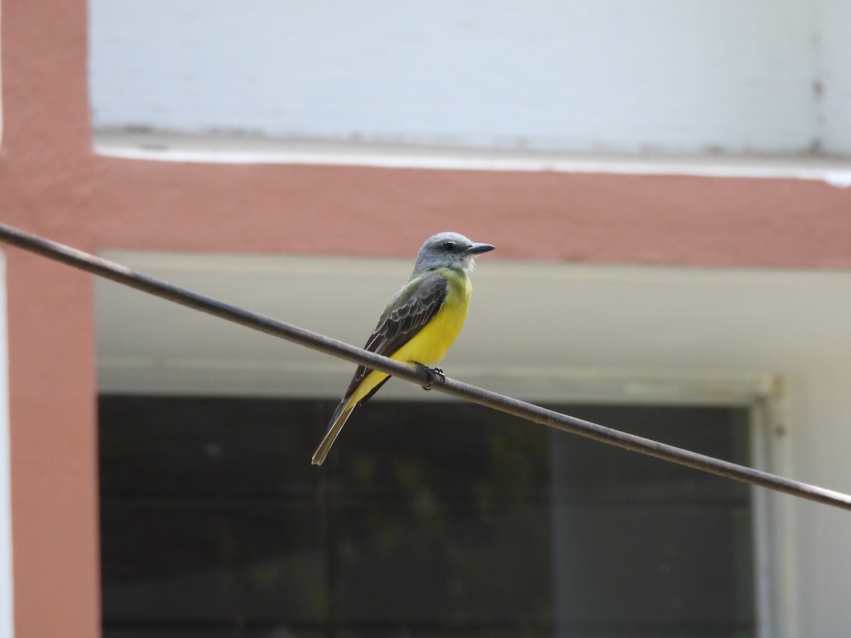 Tropical Kingbird - ML634423268