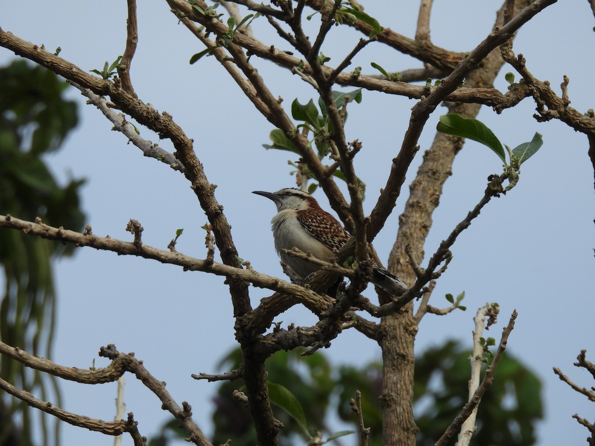 Rufous-backed Wren - ML634423281