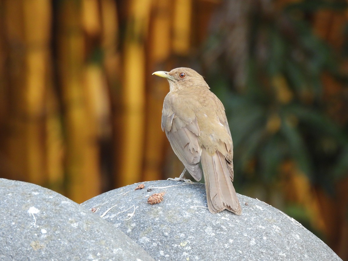 Clay-colored Thrush - ML634423299