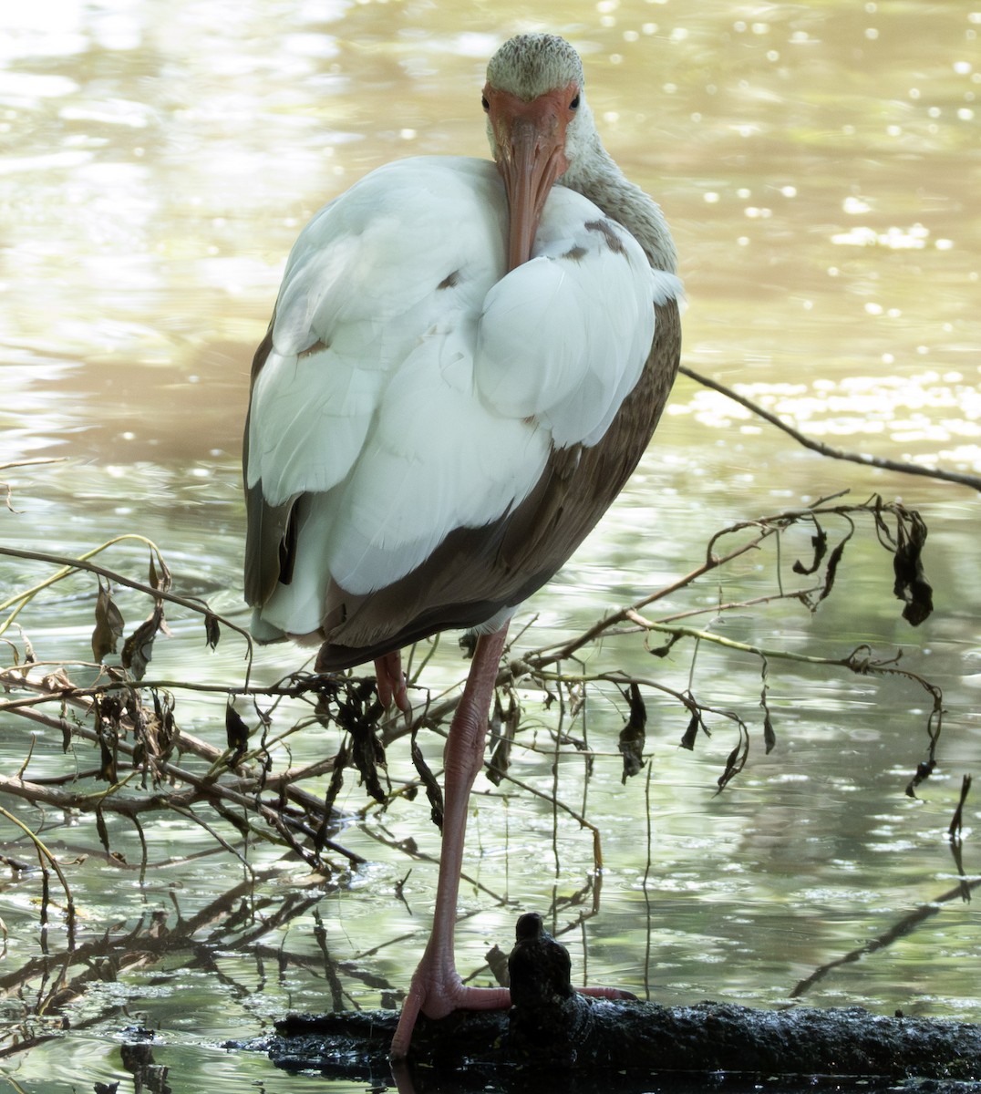 White Ibis - ML634423303