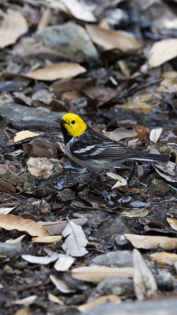 Hermit Warbler - ML634423308