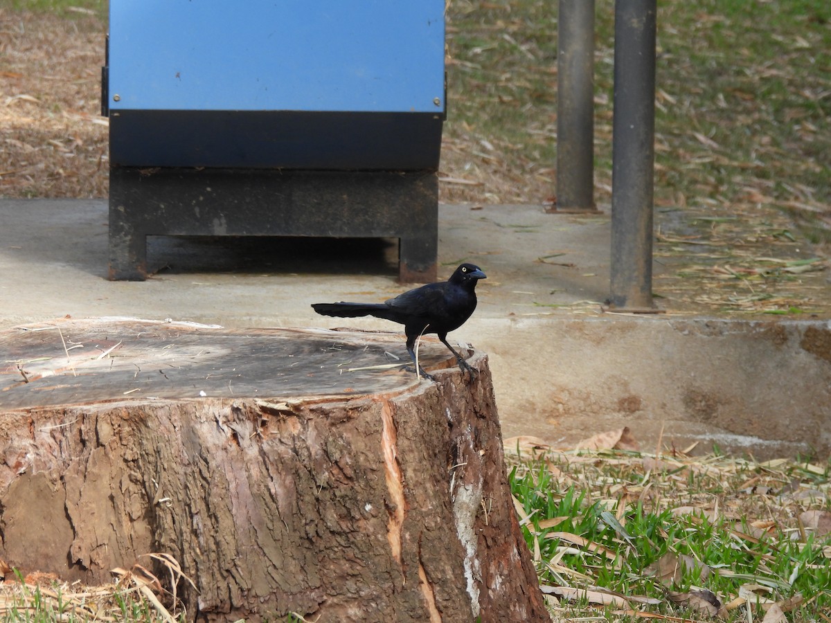 Great-tailed Grackle - ML634423313