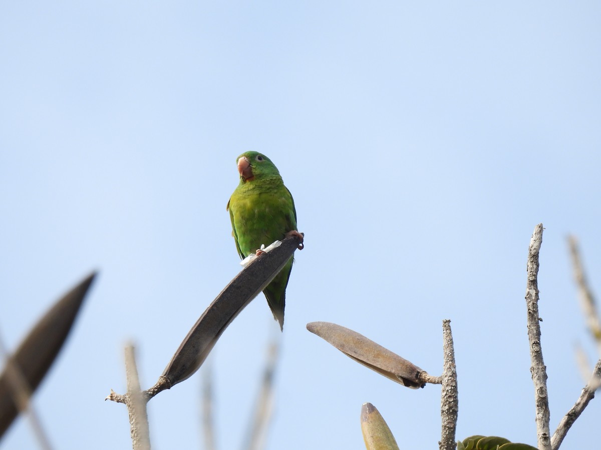 Orange-chinned Parakeet - ML634423333
