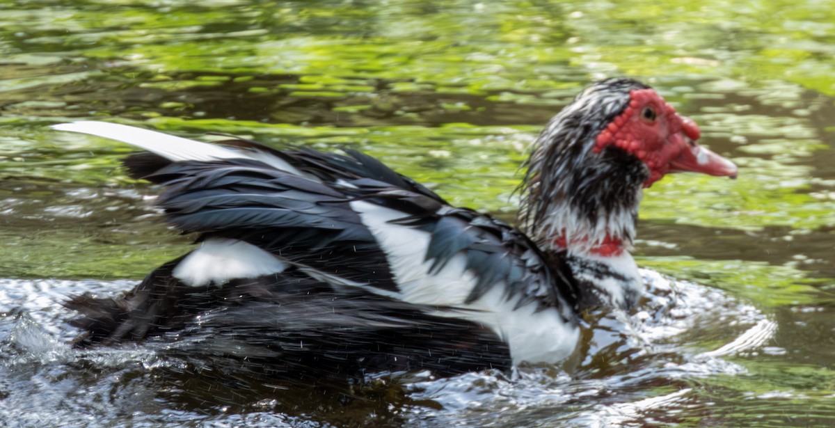 Muscovy Duck (Domestic type) - ML634423447