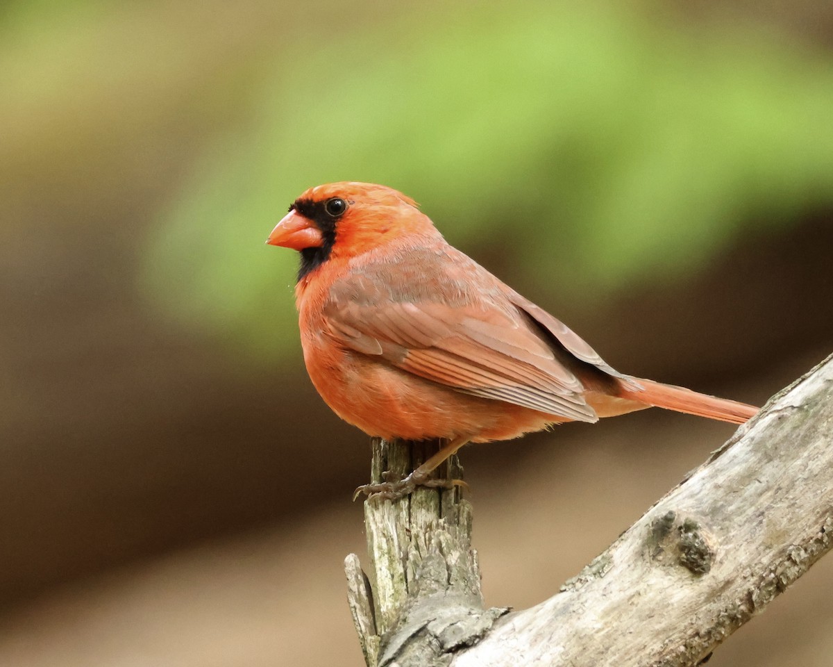 Northern Cardinal - ML634423468
