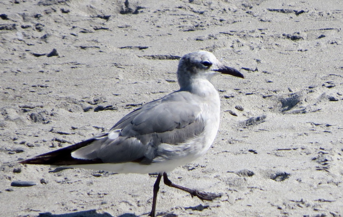Laughing Gull - Jeanne-Marie Maher