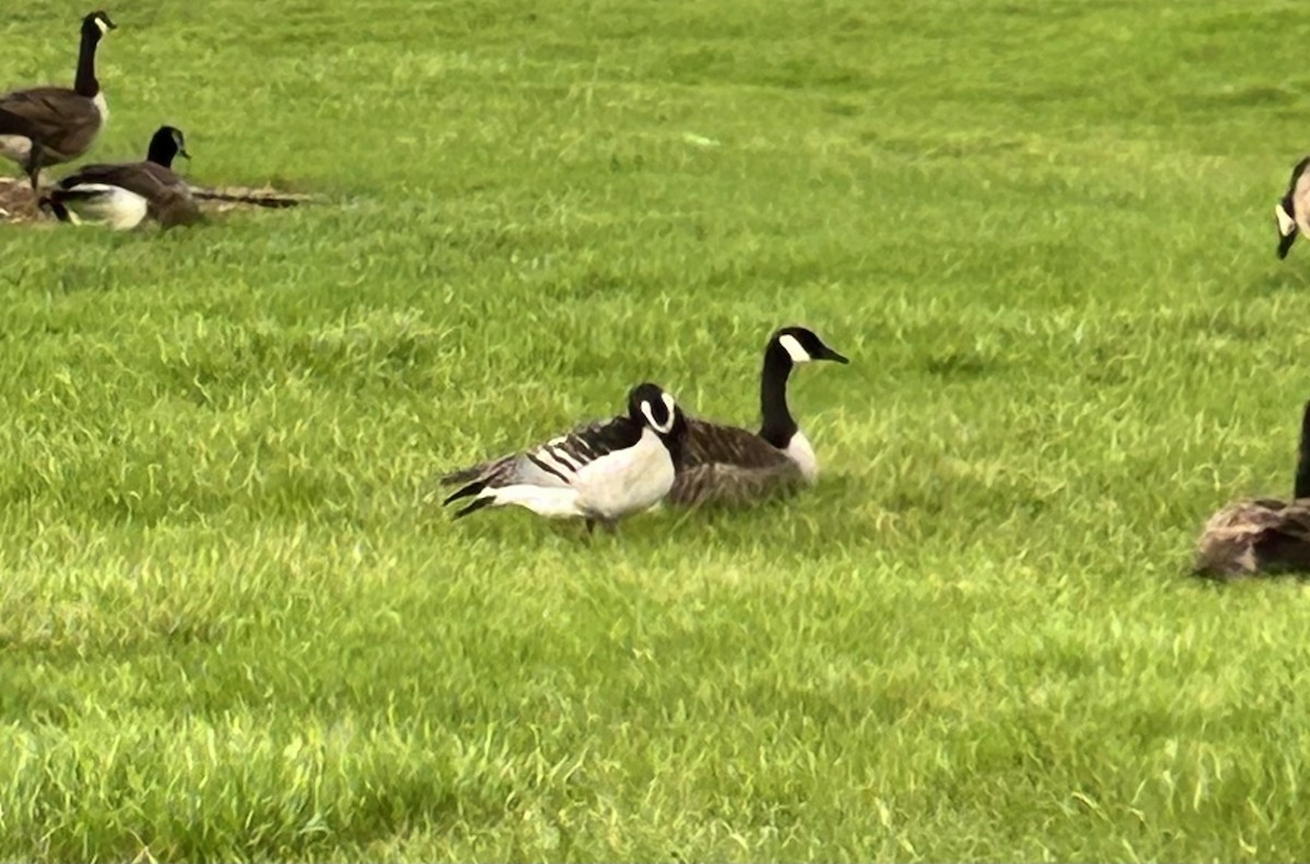 Barnacle Goose - ML634423762