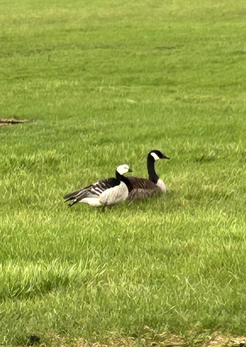 Barnacle Goose - ML634423763