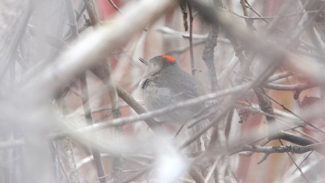 Ruby-crowned Kinglet - ML634423807