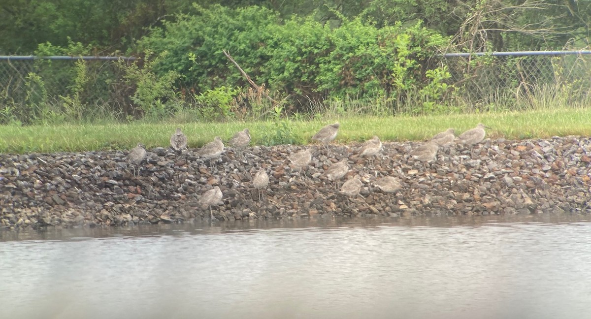 Willet - ML634423940