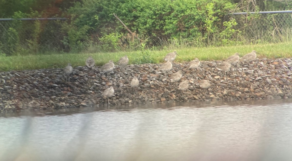 Willet - ML634423941