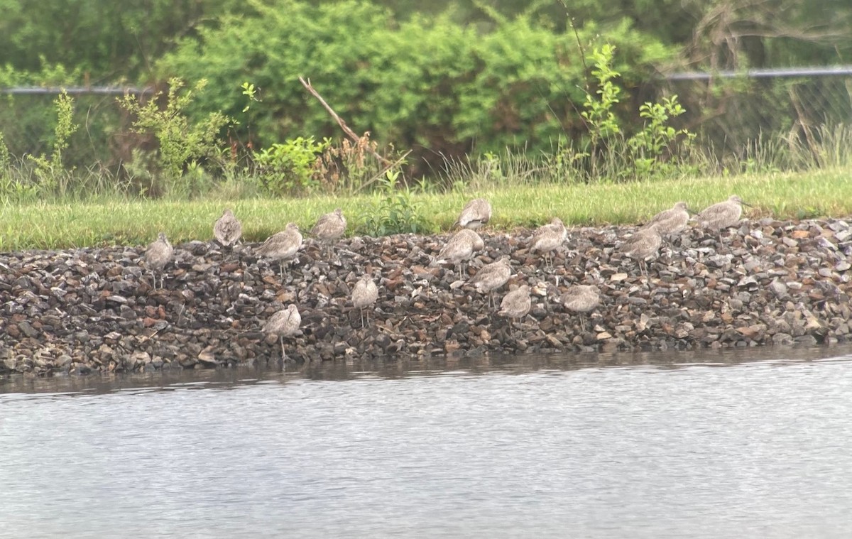 Willet - ML634423943