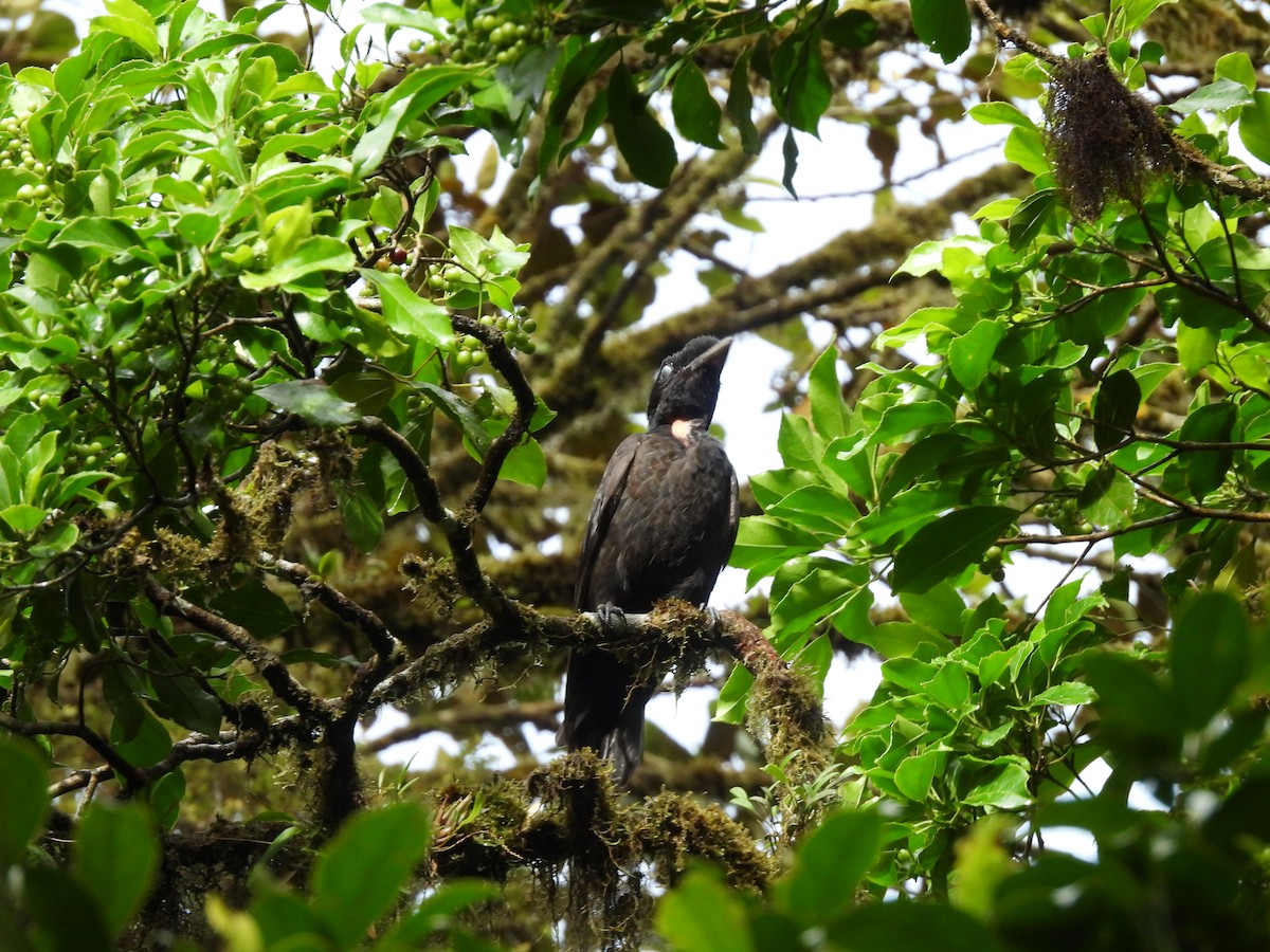 Bare-necked Umbrellabird - ML634423974