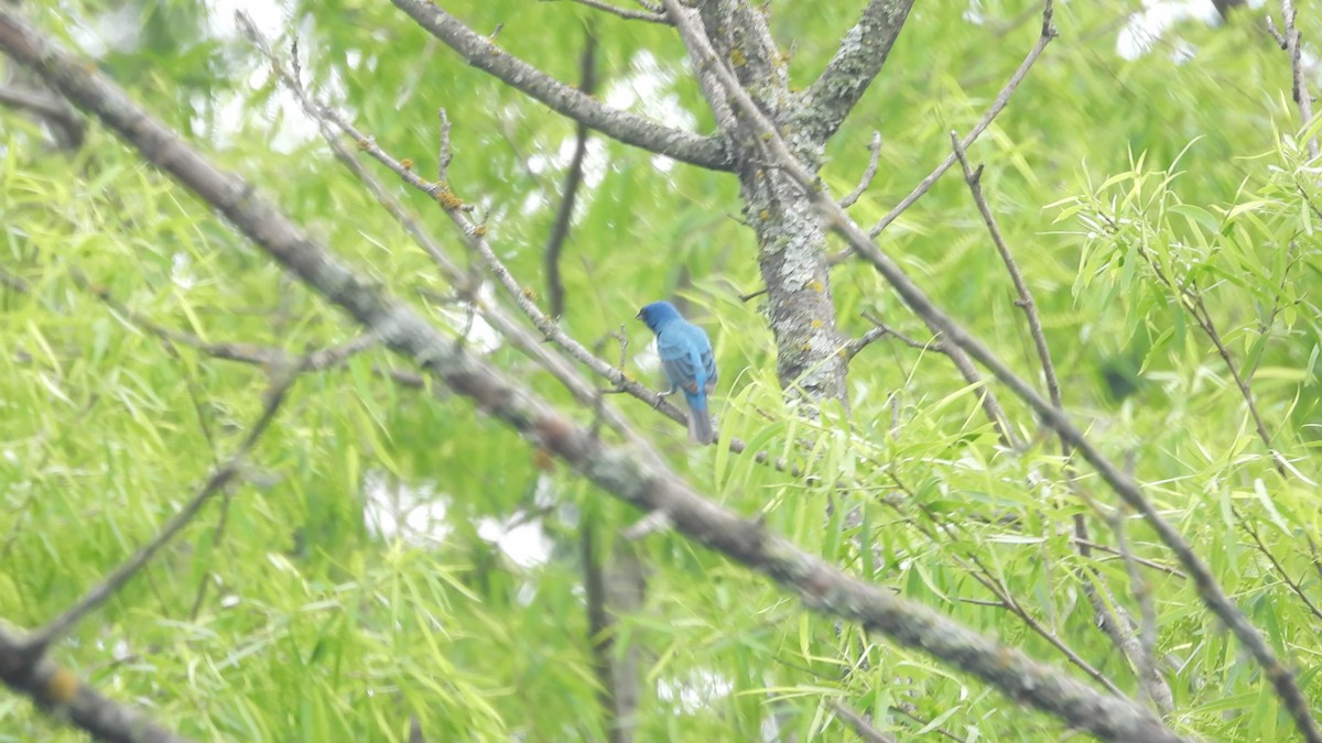 Indigo Bunting - ML634424025