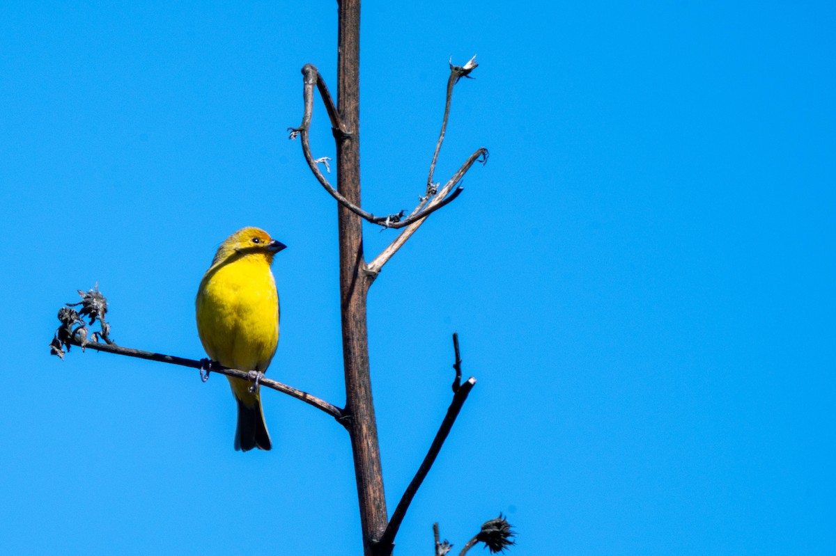 Saffron Finch - ML634424050