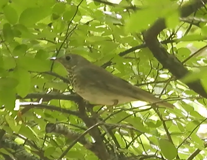 Gray-cheeked Thrush - ML634424084