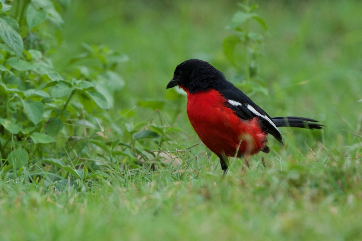 Crimson-breasted Gonolek - ML634424110