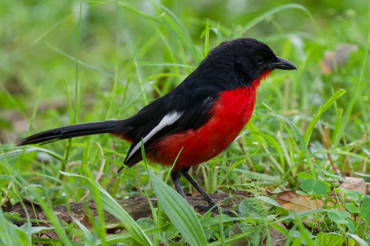 Crimson-breasted Gonolek - ML634424120