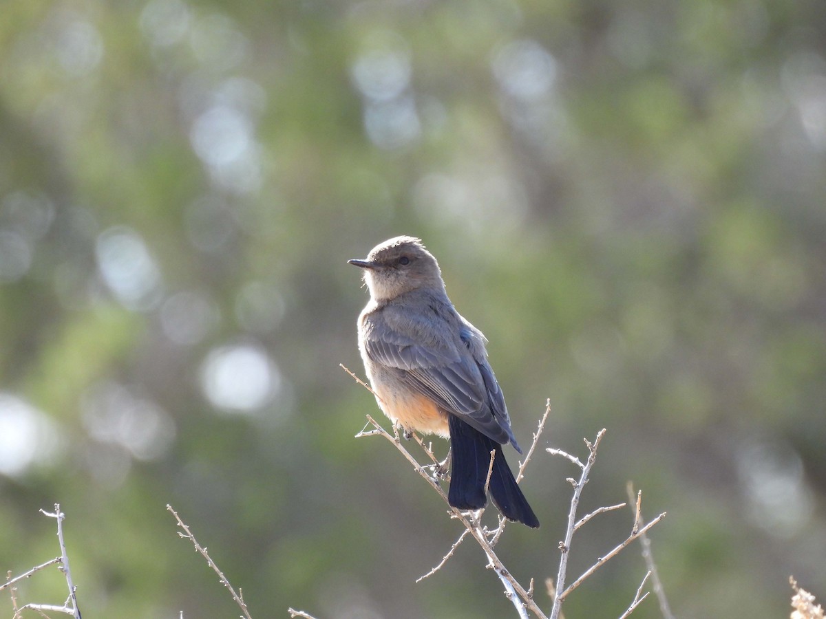 Say's Phoebe - ML634424129