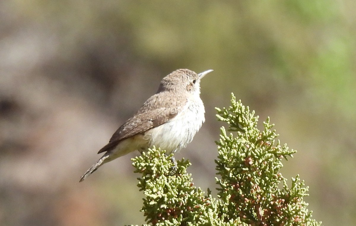 Rock Wren - ML634424143