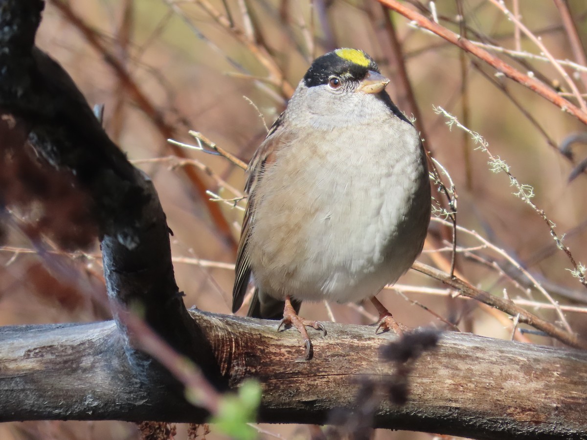Golden-crowned Sparrow - ML634424151