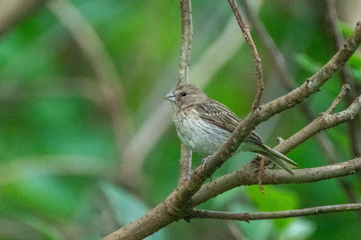 Saffron Finch - ML634424170