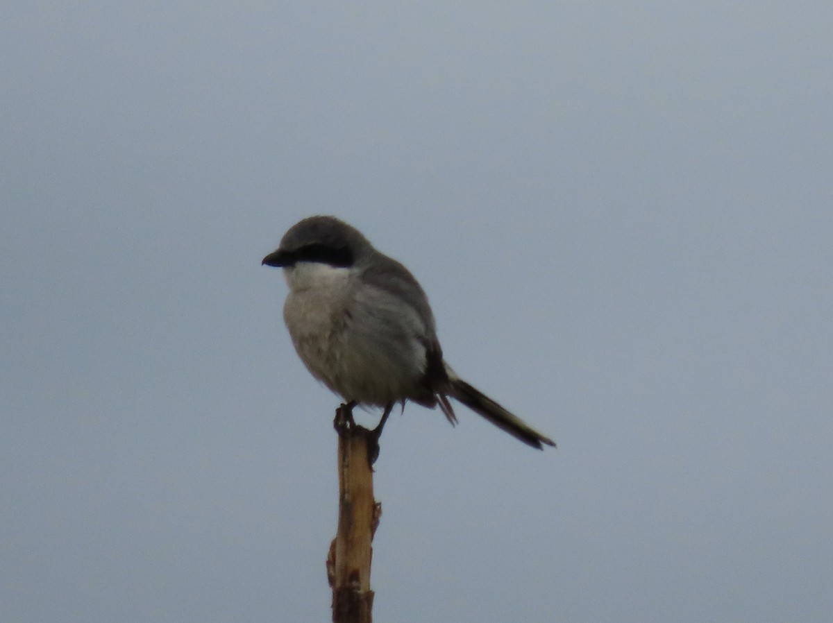 Loggerhead Shrike - ML634424188