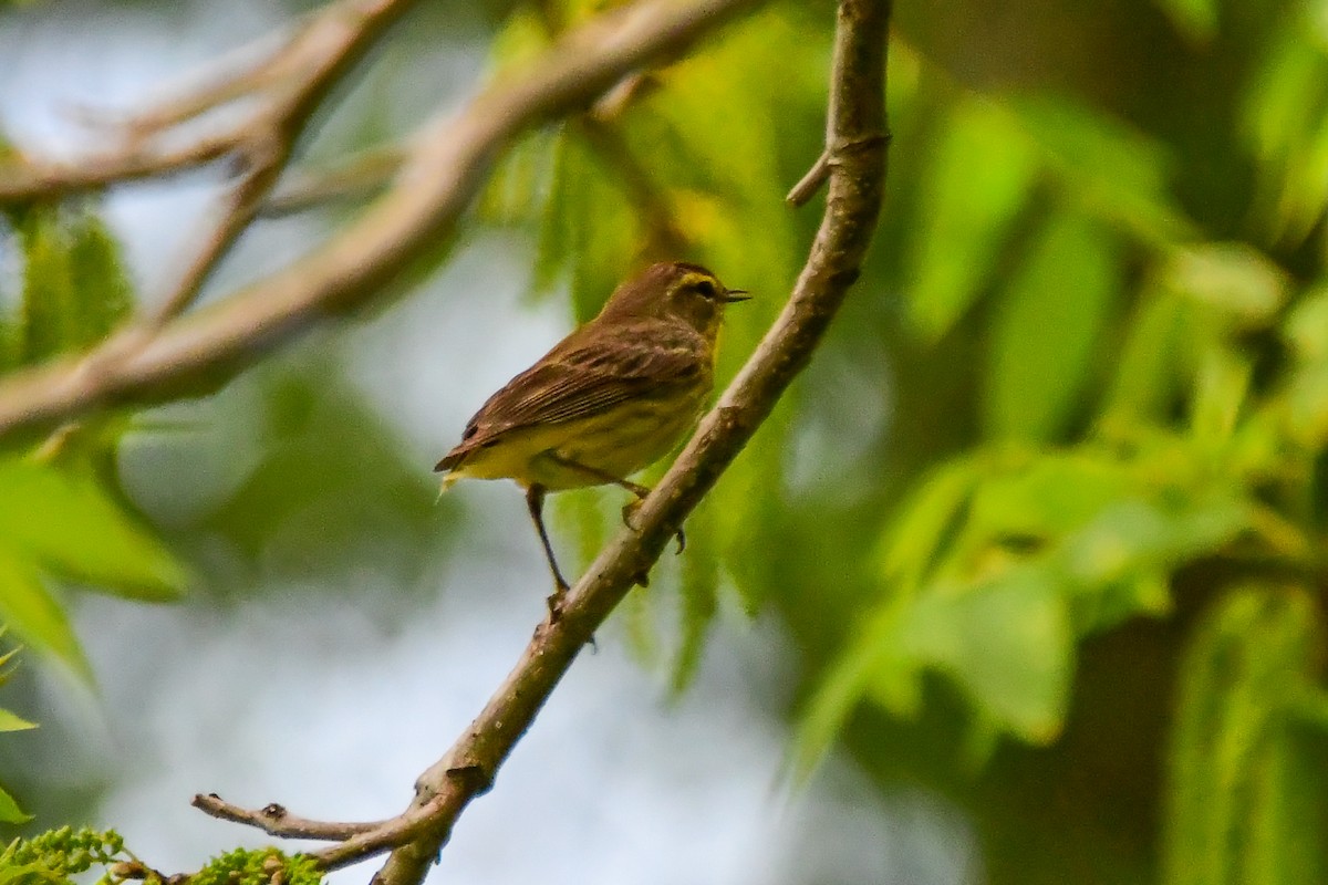 Palm Warbler - ML634424207